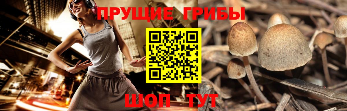 Галлюциногенные грибы Psilocybine cubensis  Вход с VPN  Коряжма 